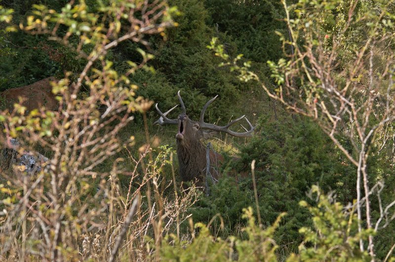 Un''arena molto contesa